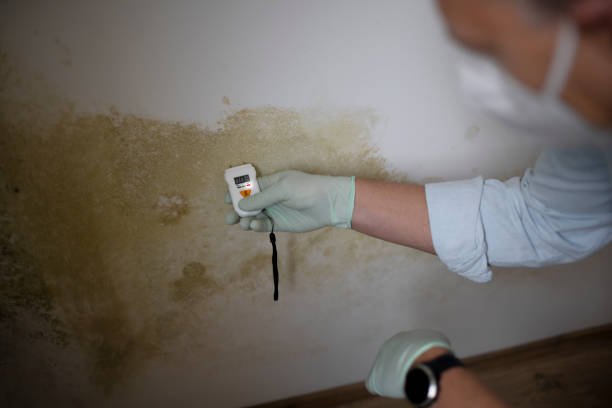 Why You Should Choose Our Mold Remediation Services in Hugo, OK